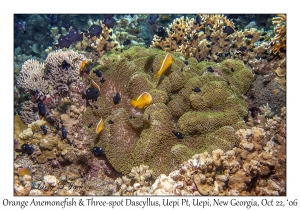 Orangefin Anemonefish & Three-spot Dascyllus