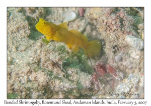 Banded Shrimpgoby