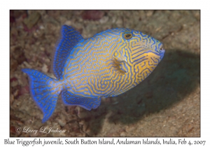 Blue Triggerfish juvenile
