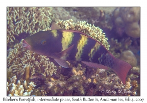 Bleeker's Parrotfish itermediate phase