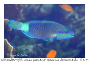 Bullethead Parrotfish terminal phase