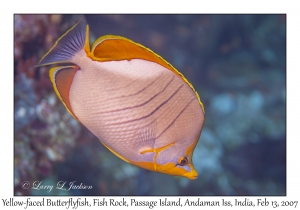 Yellow-faced Butterflyfish