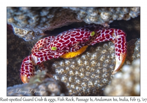 Rust-spotted Guard Crab with eggs