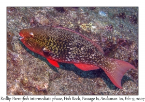 Redlip Parrotfish intermediate phase