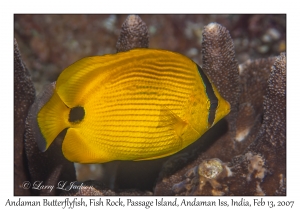 Andaman Butterflyfish