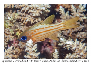 Splitband Cardinalfish
