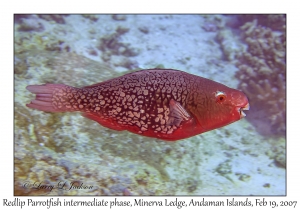 Redlip Parrotfish intermediate phase