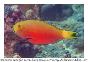 Roundhead Parrotfish intermediate phase
