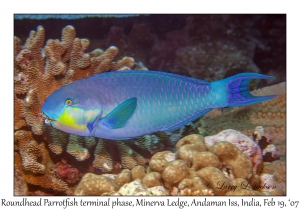 Roundhead Parrotfish terminal phase
