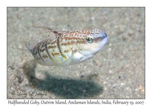 Halfbanded Goby