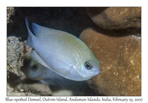 Blue-spotted Damsel