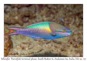 Yellowfin Parrotfish terminal phase