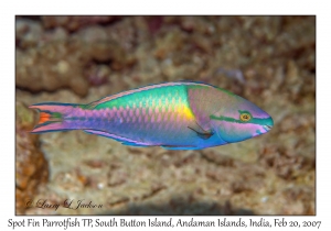 Spot Fin Parrotfish