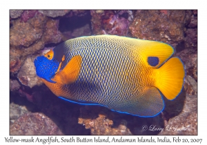 Yellow-mask Angelfish
