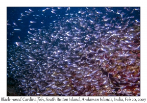 Black-nosed Cardinalfish