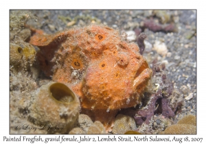Painted Frogfish gravid female