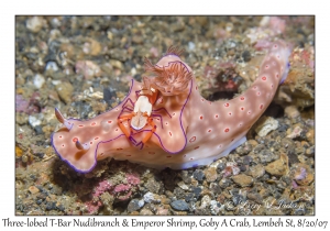Three-lobed T-Bar Nudibranch & Emperor Shrimp