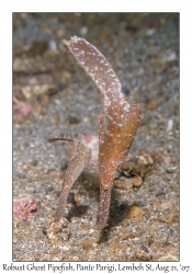 Robust Ghost Pipefish pair