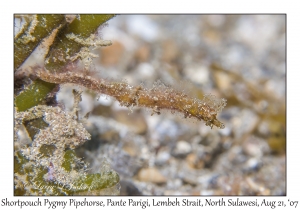 Shortpouch Pygmy Pipehorse