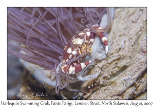 Harlequin Swimming Crab