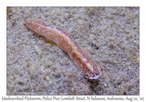 Undescribed Flatworm