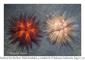 Radiant Sea Urchins
