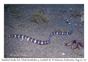 Saddled Snake Eel