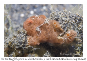 Painted Frogfish juvenile