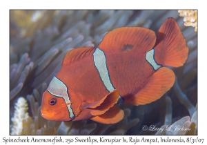 Spinecheek Anemonefish