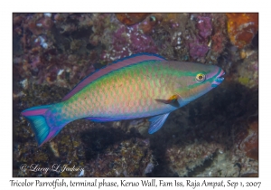 Tricolor Parrotfish terminal phase
