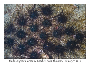 Black Longspine Sea Urchins