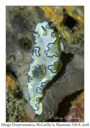 Siboga Doriprismatica