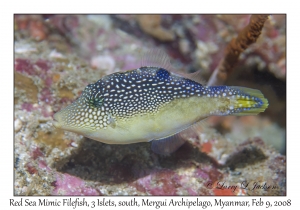 Red Sea Mimic Filefish