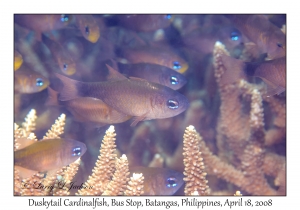 Duskytail Cardinalfish