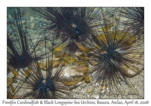 Frostfin Cardinalfish in Black Longspine Sea Urchins