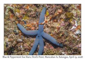 Blue & Peppermint Sea Stars