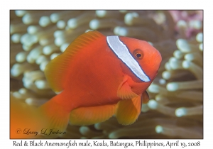 Red & Black Anemonefish