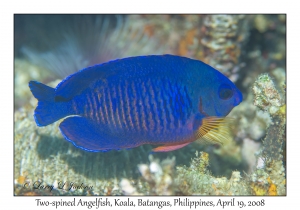 Two-spined Angelfish