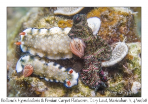Bolland's Hypselodoris & Persian Carpet Flatworm