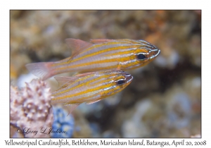 Yellowstriped Cardinalfish