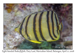Eight-banded Butterflyfish