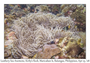 Leathery Sea Anemone