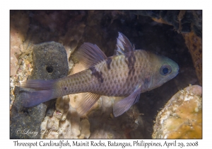 Threespot Cardinalfish