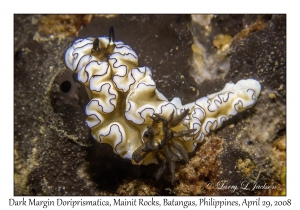 Dark Margin Doriprismatica