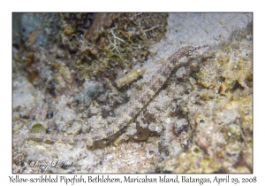 Yellow-scribbled Pipefish