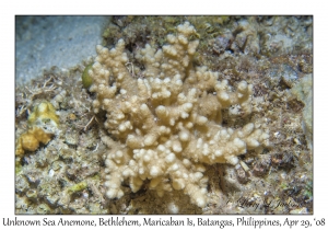 Unknown Sea Anemone