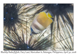 Blacklip Butterflyfish