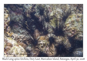 Black Long-spine Urchin