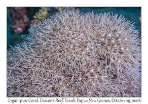 Organ-pipe Coral