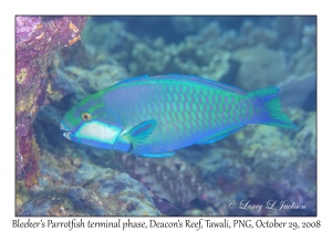 Bleeker's Parrotfish terminal phase